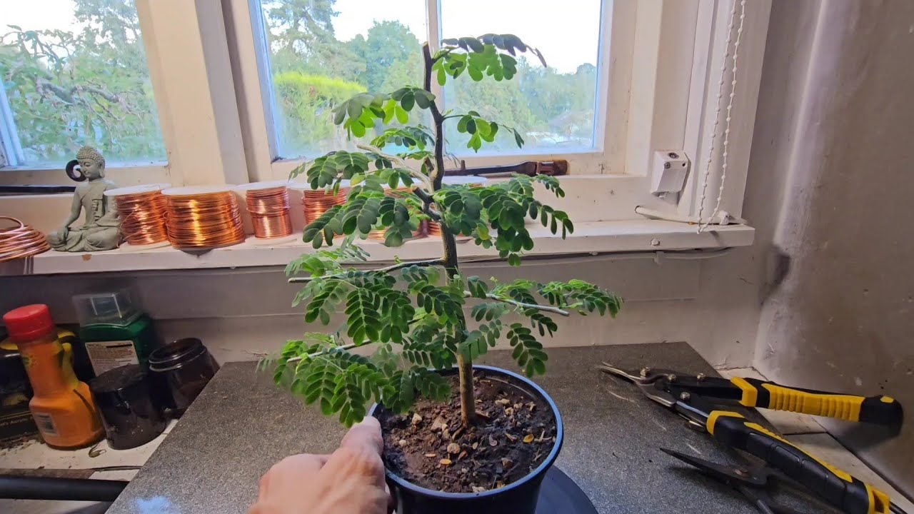 Brazilian Rain Tree Tap Root Removal Reaction - YouTube