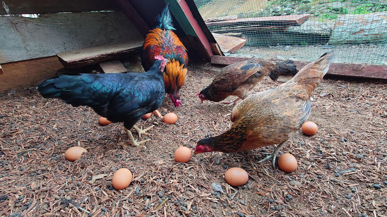 Collecting Colorful Chicken Eggs 🌈🥚 | Cute Animals Farm Video