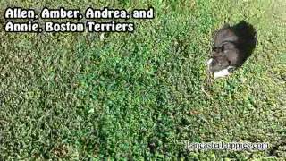 Boston Terrier Puppies For Sale on Lancaster Puppies