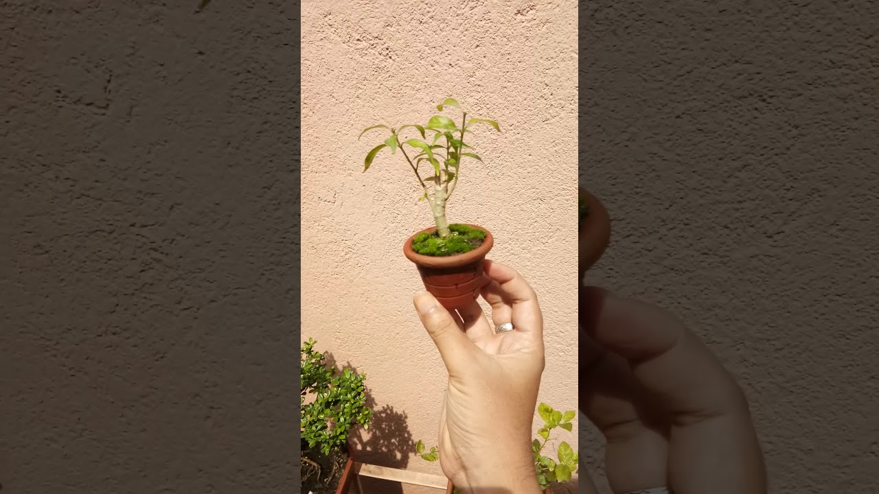 Shito Bonsai_Heiwa Bonsai collection-Save nature- Know all about bonsai