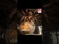 Nature’s Masterpiece: The 380 Million Year Old Secret We Can’t Crack