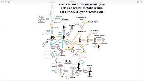 Intuitive thinking about regulation of the TCA (citric acid cycle/Krebs) & adjacent rxns (e.g. PDH)