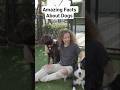 Amazing dogs. fact you didn't know #shorts #shortvideo #ytshorts #viral #viralvideo #viralshorts