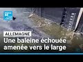 Allemagne : une baleine échouée amenée vers le large dans une barge • FRANCE 24