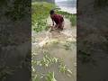 Shallow Water Fish Hunt!