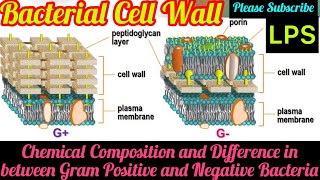 Microbiology Notes - Bacterial Cell Wall and Their Chemical Composition