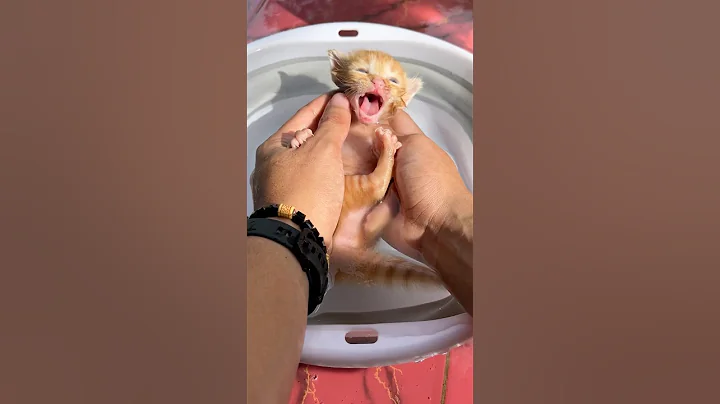 kittens experience bathing for the first time #cat #kitten #cutecat #catlovers #funnycats #funny