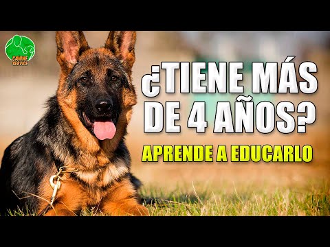Video: Cómo entrenar a tu perro para jugar solo