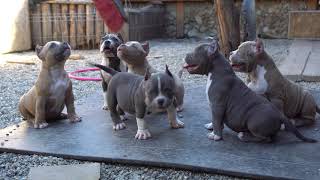 PUPPIES AMERICAN BULLY POCKET 2 MONTHS OLD.2 MALES AVAILABLE FOR SALE .BLOODLINE BIG DOGS ROMANIA