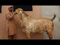 Biggest Bakra In Punjab Amir Goat Farm 210kg Big Goat In world Bakra Eid 2021 @HSN Entertainment