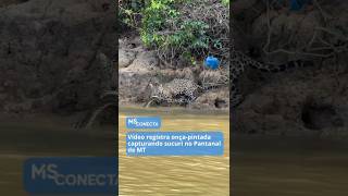 Vídeo Registra Onça-Pintada Capturando Sucuri No Pantanal De Mt