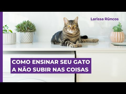 Vídeo: Dicas para evitar que seu gato pule em contadores e mesas