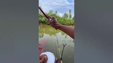 Một ngày cùng thầy Việt Mai đi học câu cá diếc | Câu đài tự nhiên cá Diếc | Đình Đức Fishing #viral 