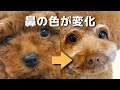 犬の鼻の色が薄くなるのは病気のサイン？トイプードルの鼻の色が茶色になりました。