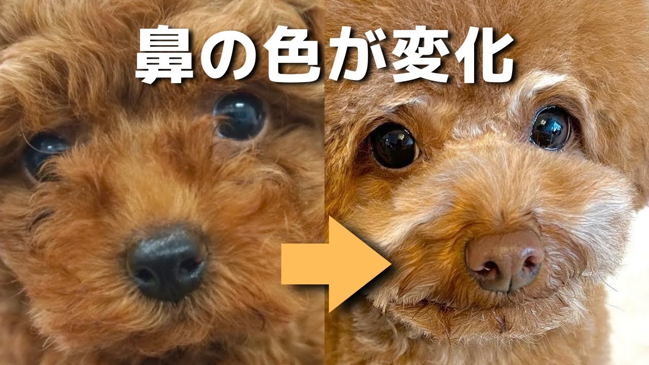 犬の鼻の色が薄くなるのは病気のサイン トイプードルの鼻の色が茶色になりました Youtube
