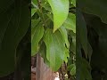 Canela e seu poder