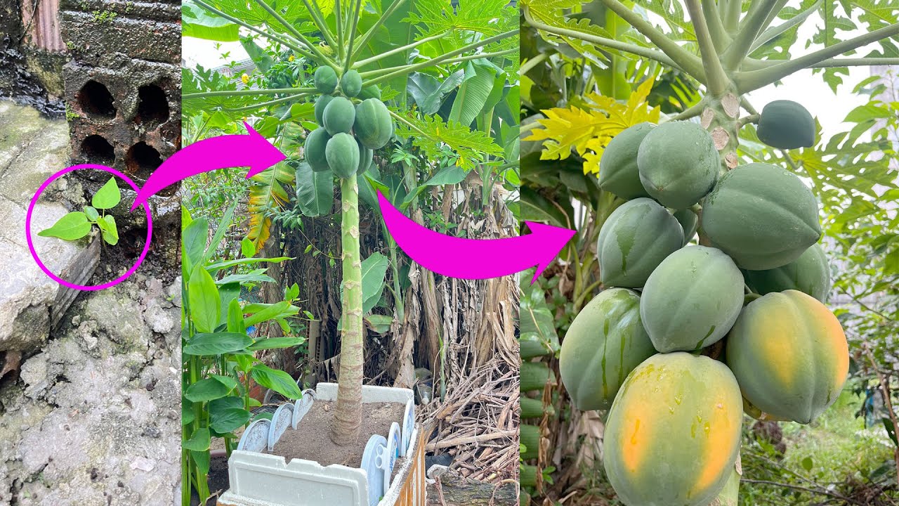 Cách trồng đu đủ trong chậu tại nhà – Dễ dàng từ A-Z