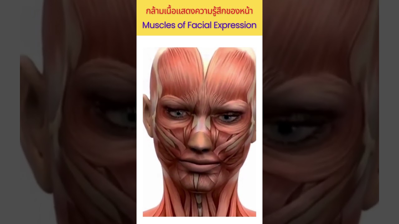 กล้ามเนื้อแสดงความรู้สึกของใบหน้า (Muscles of Facial Expression) #muscle #facial #musclesoffacial