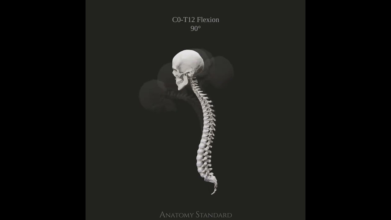 The Range Of Motion Spine