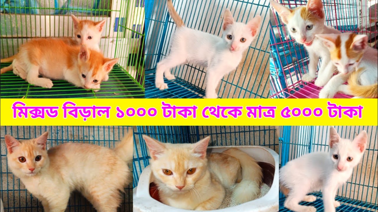 Cat price in Bangladesh Mixed Breed Cat Price in Bangladesh Katabon