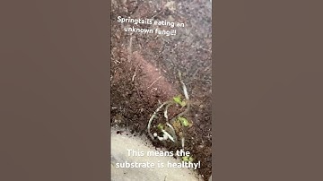 #bioactive #vivarium #bioactivevivarium #leopardgeckos #leopardgecko