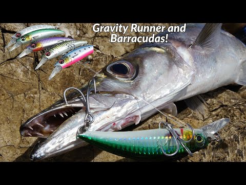 Video: Barracuda - fisken er så anderledes
