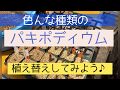 【園芸ルーティン】色んな種類のパキポディウムの植え替え