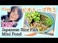 【DIY】ビオトープ作り♪道場にてメダカを飼うの巻【VLOG】