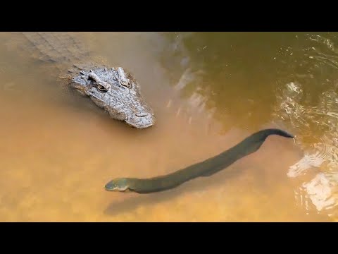 Видео: Електрическа змиорка: описание и характеристики