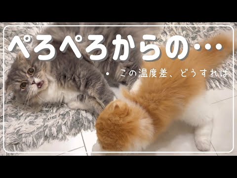 【スコティッシュフォールド】喧嘩中にカメラ目線でチラ見してくる猫【ぷく、もふ】