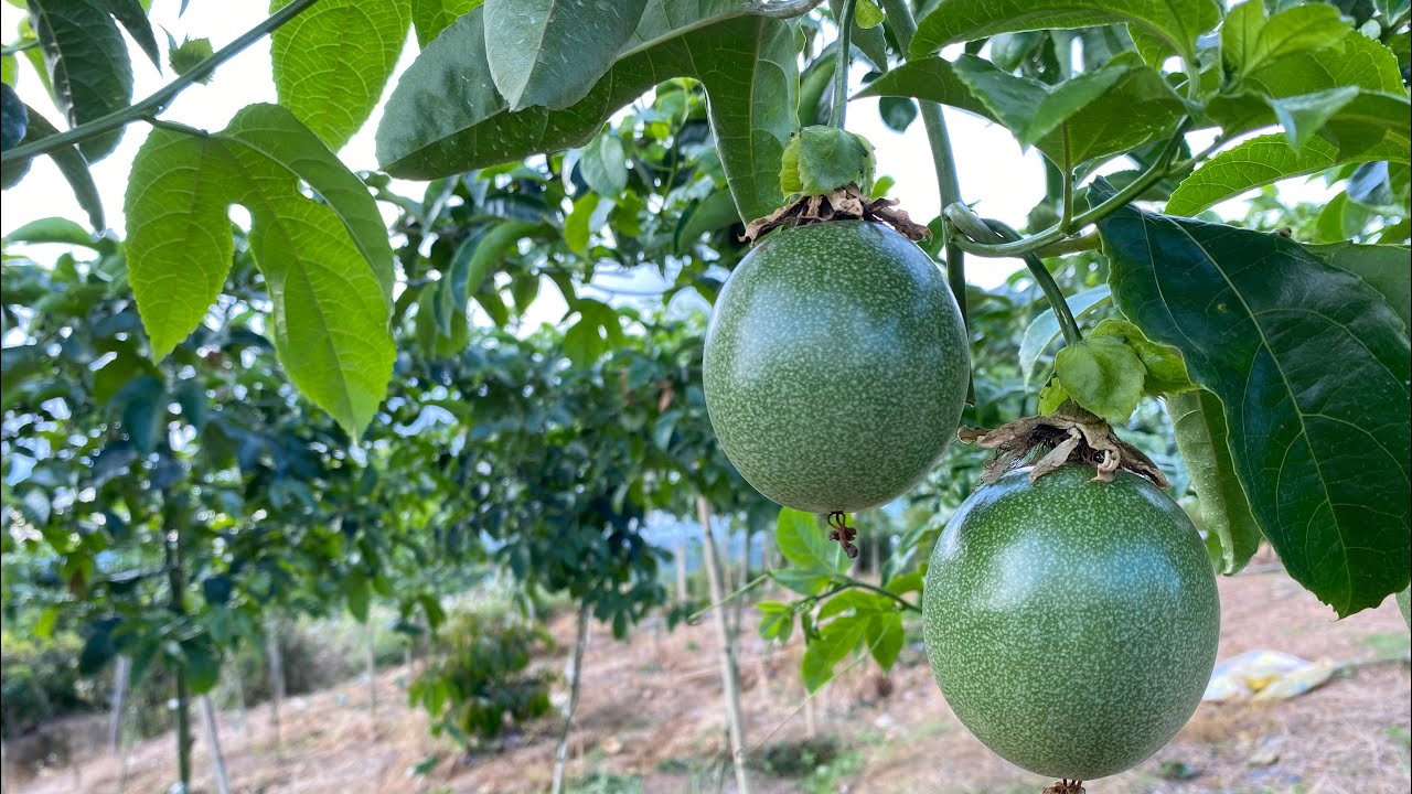 Bón Phân Cá Cho Chanh Dây, 7 Ngày Sau Quay Lại Vườn Thấy Rõ Khác Biệt