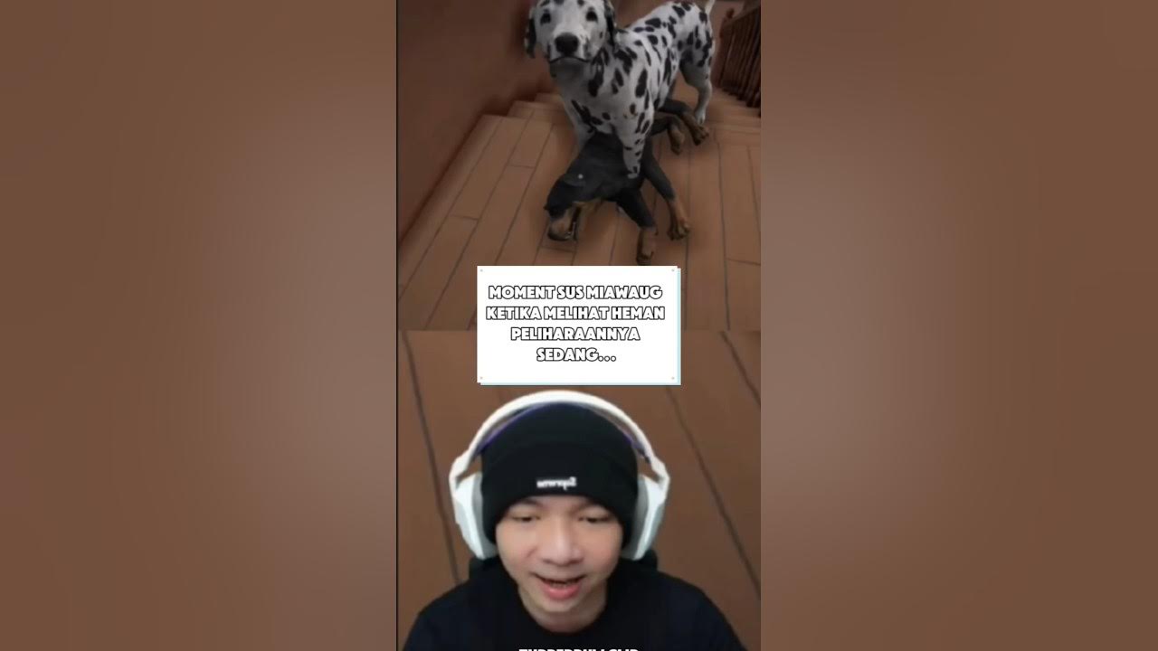 Moment SUS MiawAug ketika lihat hewan peliharaan di streamer life simulator 2 sedang... #miawaug Moment SUS MiawAug ketika lihat hewan peliharaan di streamer life simulator 2 sedang... #miawaug