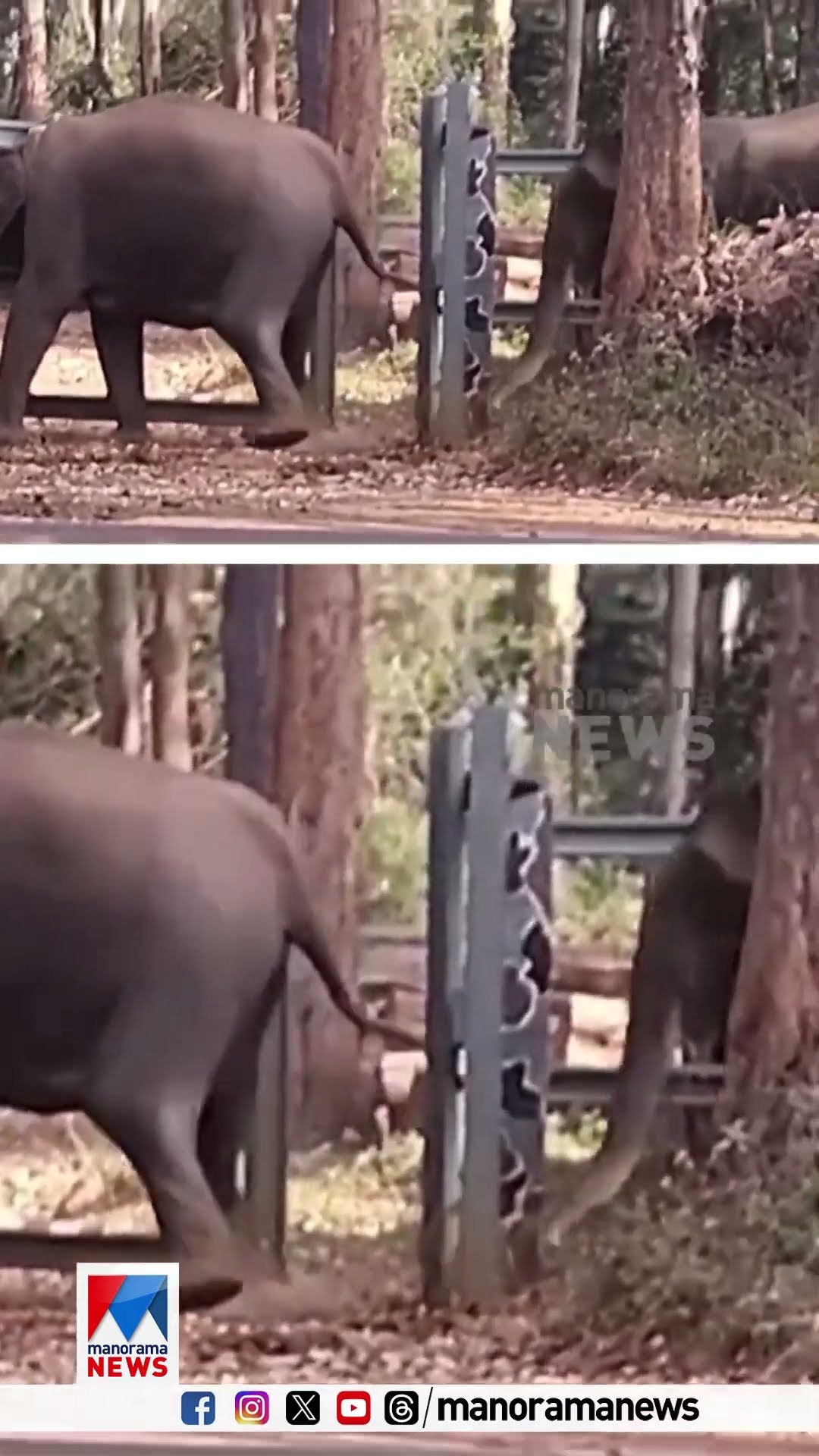ചങ്ങാതി നന്നായാല്‍...;കർണാടകയിൽ ഗെയിറ്റിൽ തല കുടുങ്ങിയ കാട്ടാനയെ രക്ഷിച്ച് ഒപ്പമുള്ള ആന #karnataka