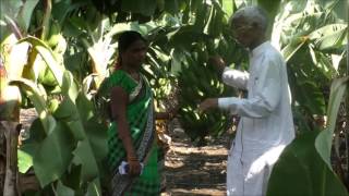 Gulbarga Banana cultivation by progressive farmer