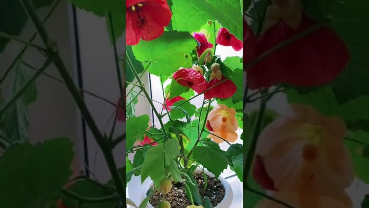 Абутилон Помада Бархат. ❤️❤️❤️