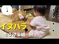柴犬にクッションを奪われ目の前で無言のプレッシャーを与える1歳娘