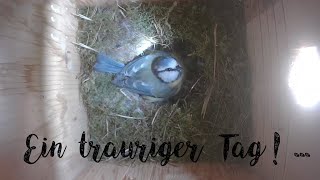 Ein trauriger Tag - ein Küken der Blaumeisen ist gestorben / one blue tit chick died