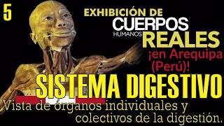 Exposición de CUERPOS HUMANOS REALES: El Sistema Digestivo
