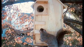 How do squirrels keep warm in Fall season