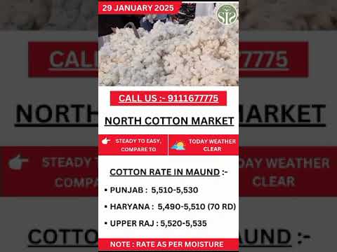 29/01/25 North cotton market rate today || उत्तरी भारत का कपास बाजार #kapas #punjab #rajasthan