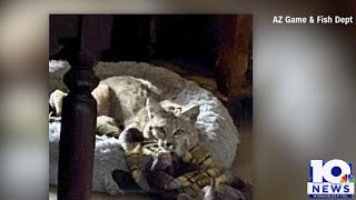 Bobcat gets cozy in dog's bed
