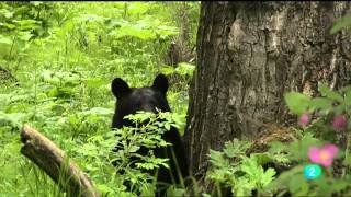 Los últimos osos de la frontera [Documental Completo] HD