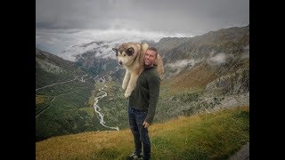 VW T5 WITH ALASKAN MALAMUTES   SWITZERLAND TOUR