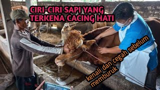 CIRI-CIRI SAPI YANG TERKENA CACING HATI