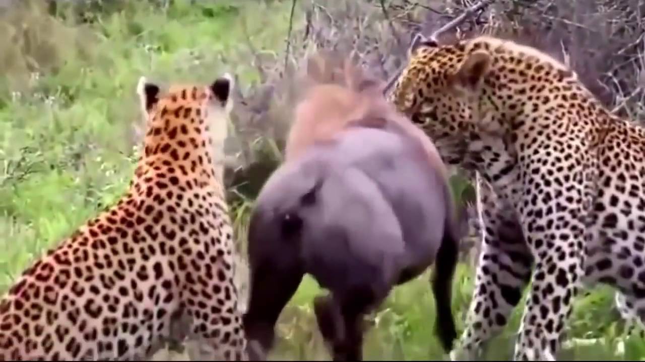 アフリカの動物たちのリアル過ぎる行動 Youtube