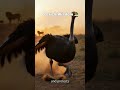 Ostrich Wisdom: Success Without Wings 🦒✨