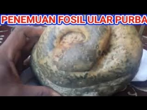 Saya menemukan fosil kerang dan batu permata!!! Pada video ini saya mencari batu-batu unik yang ada . 