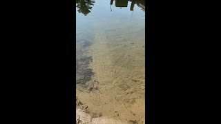 Watch how these beach rollers transform murky water in seconds!