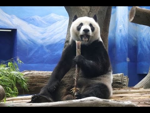 20200611 早餐就有三大筍 圓仔吃得好開心 Giant Panda Yuan Zai