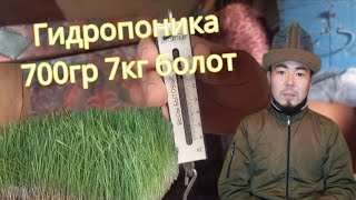 гидропоника, 700.гр 7 кг алсак болот